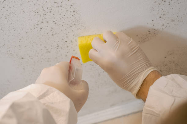 Best Mold Damage Restoration  in Millville, DE